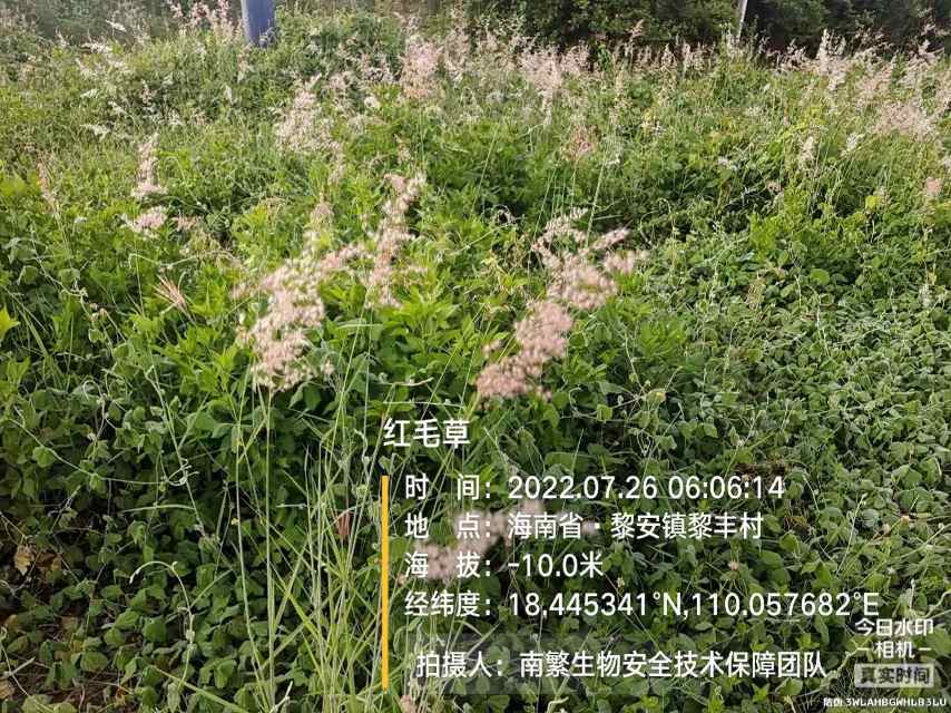 红毛草
