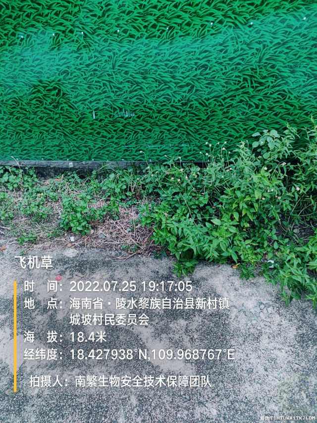飞机草