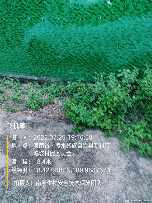 飞机草