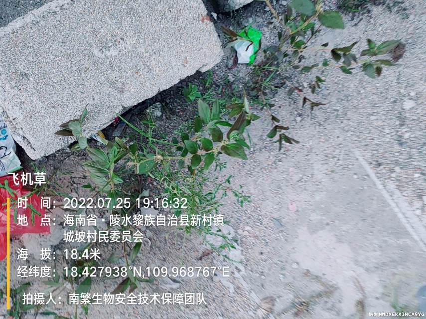 飞机草