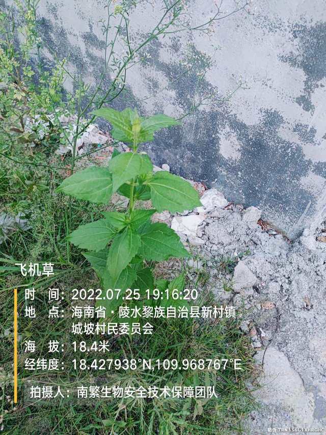飞机草