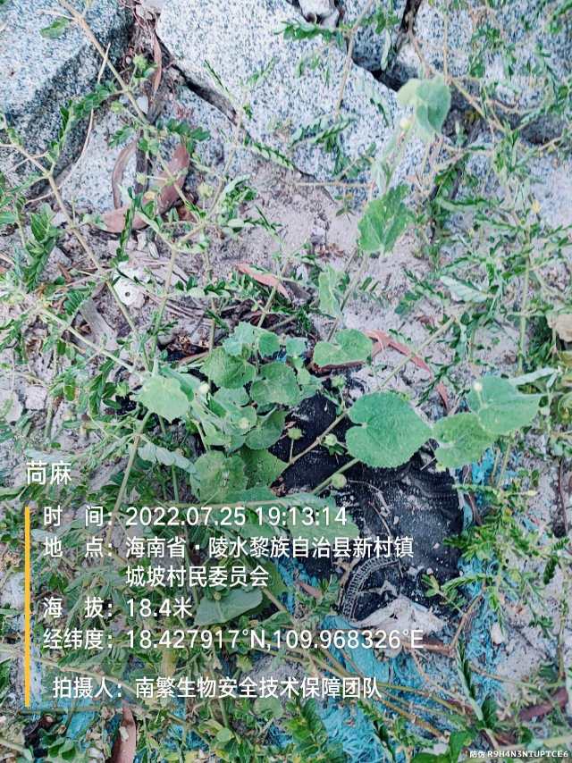 苘麻