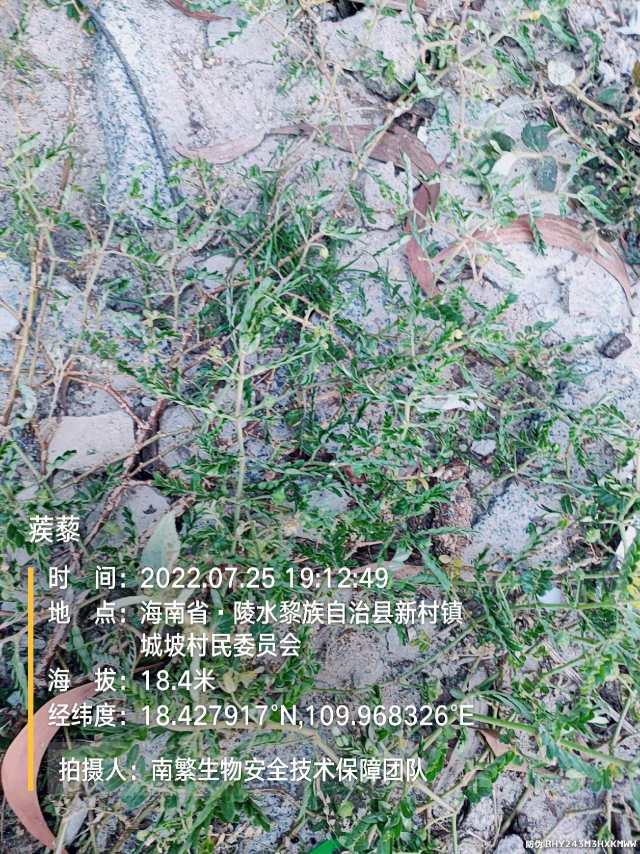 蒺藜