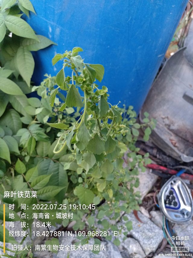 麻叶铁苋菜