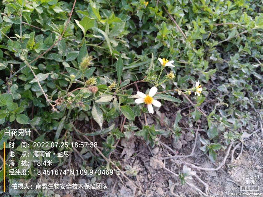 白花鬼针