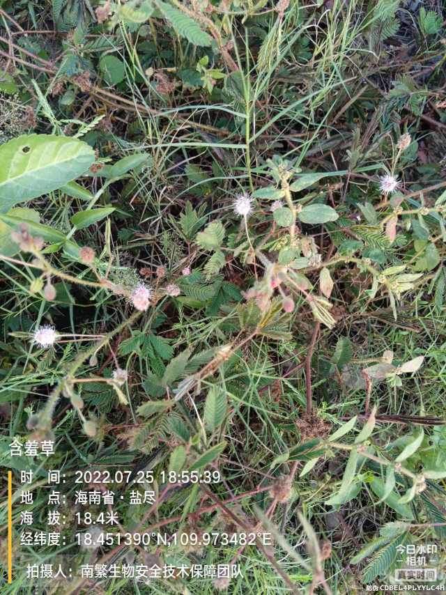 含羞草