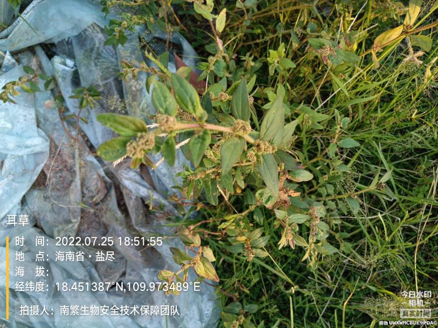 耳草