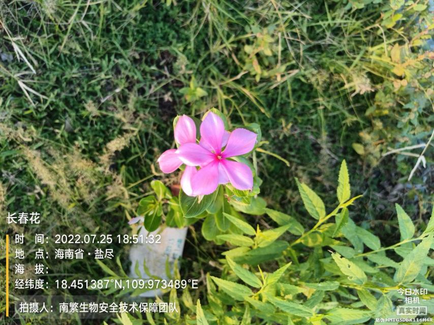 长春花