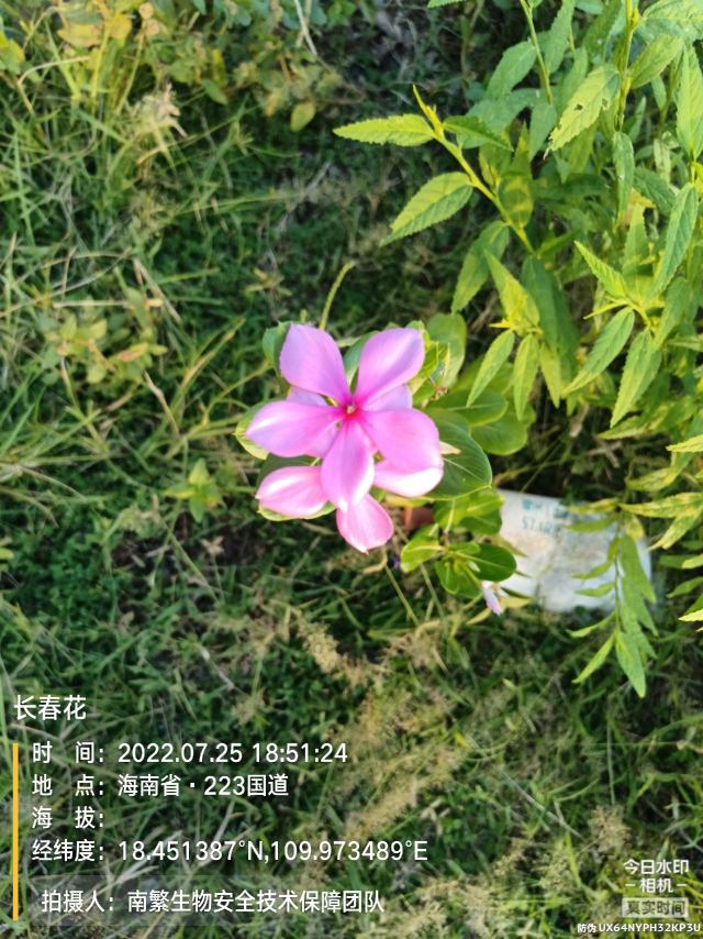 长春花