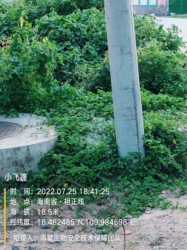 小飞蓬