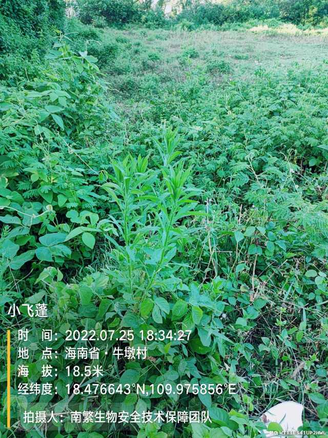 小飞蓬