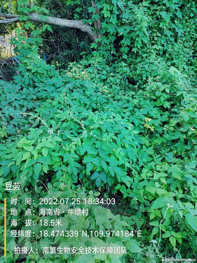 豆劳