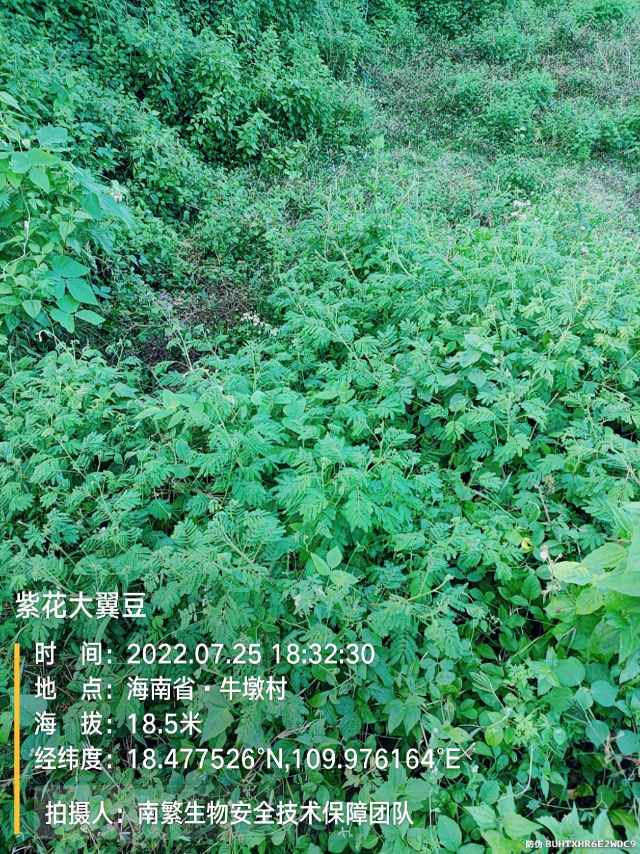 紫花大翼豆