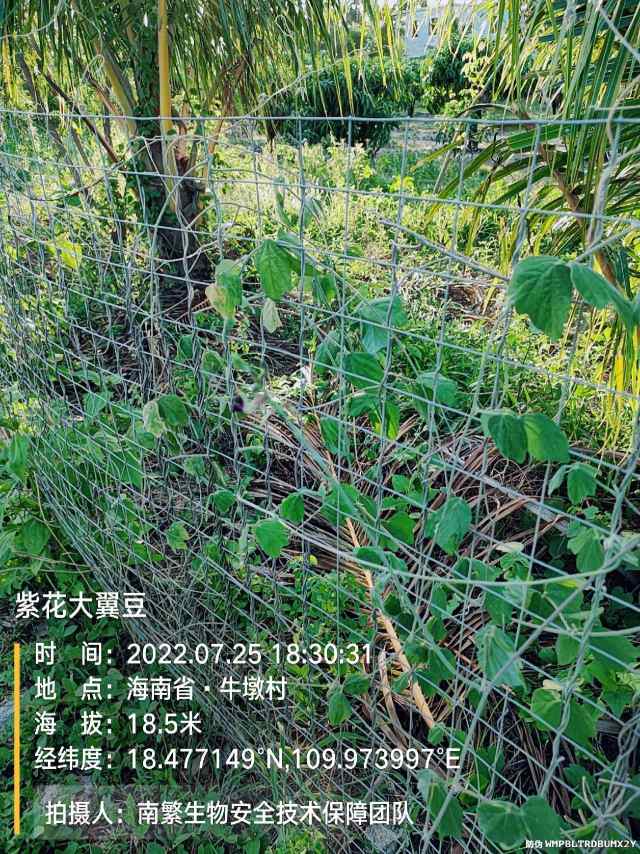 紫花大翼豆
