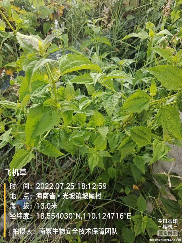 飞机草