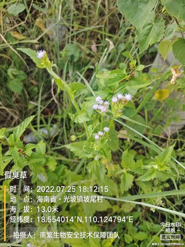 假臭草