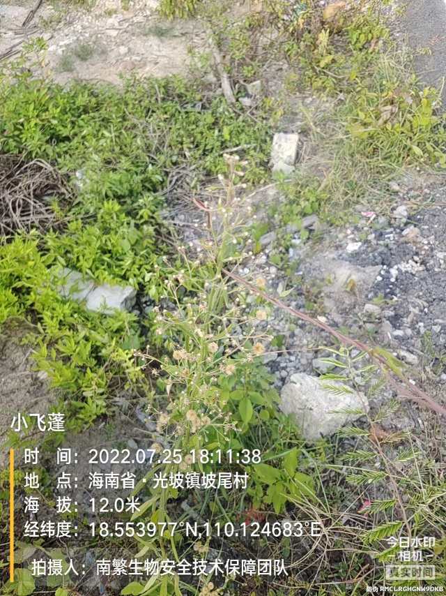 小飞蓬