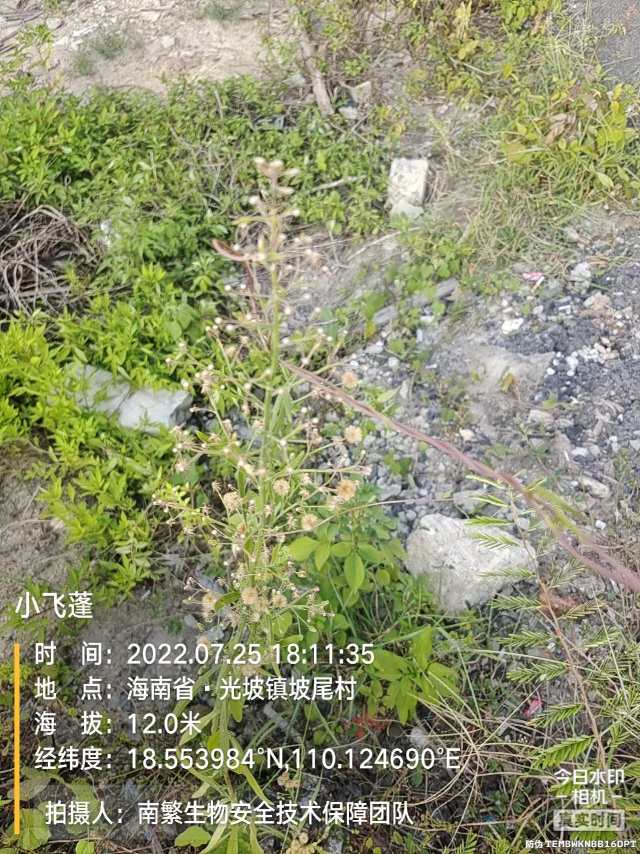 小飞蓬