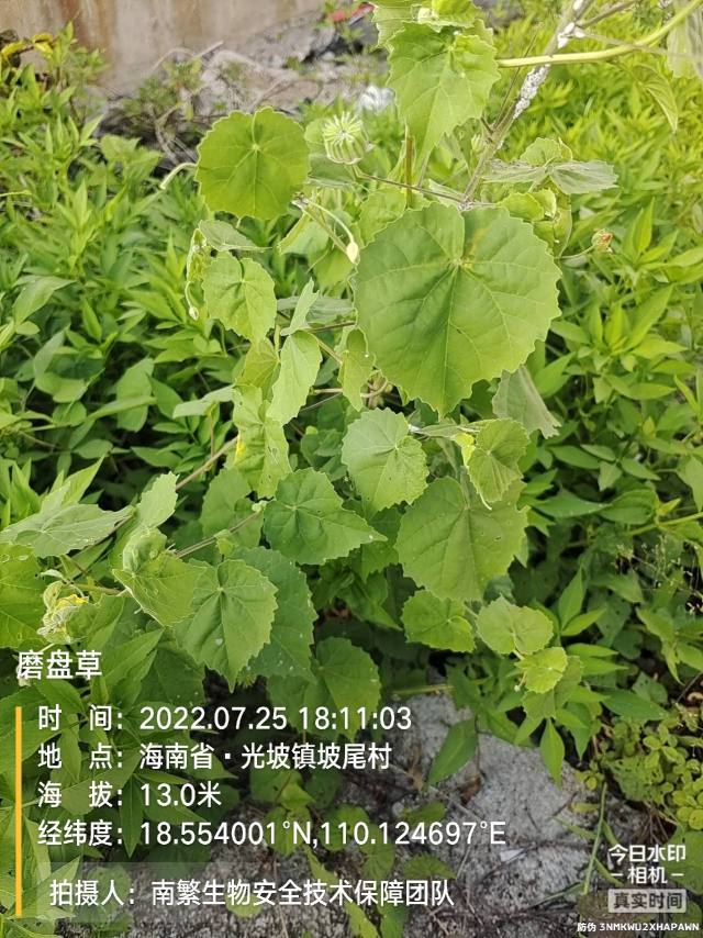 磨盘草