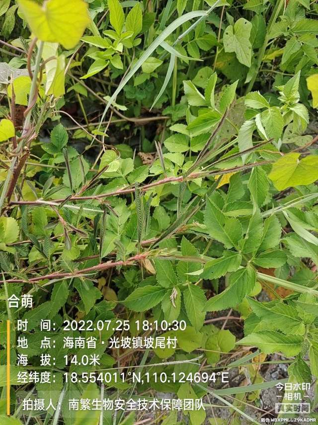 合萌