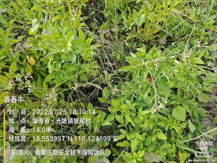夜香牛