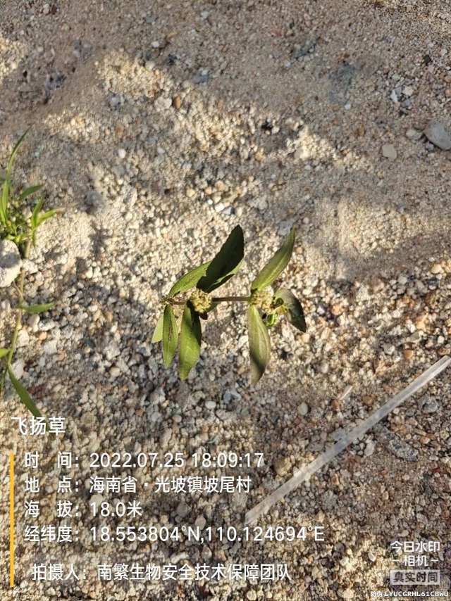 飞扬草