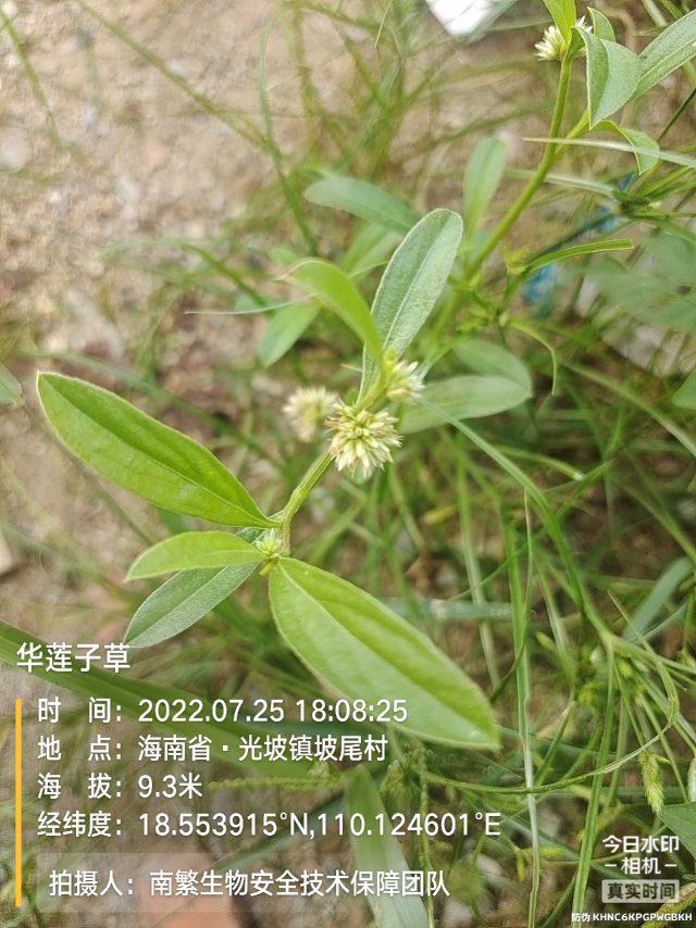 华莲子草