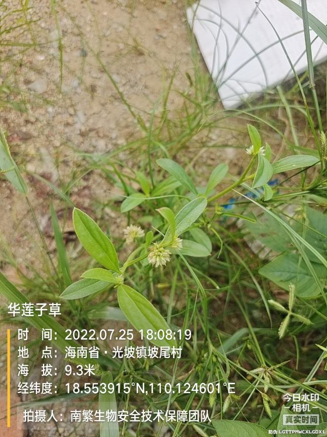 华莲子草