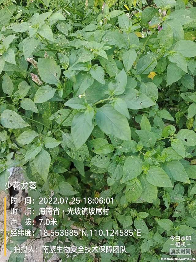 少花龙葵