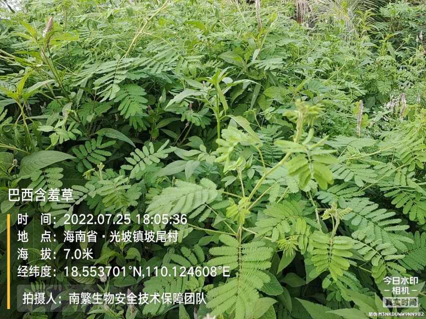 巴西含羞草