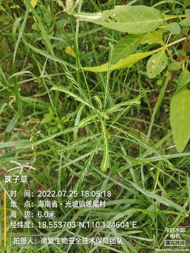 珠子草