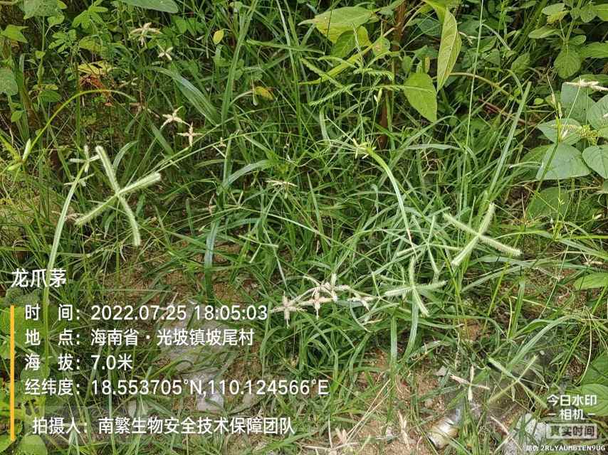 龙爪茅