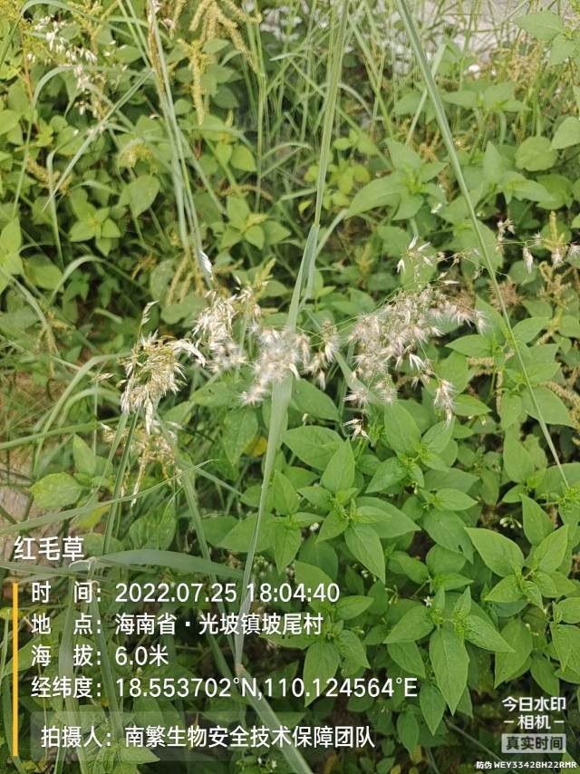 红毛草