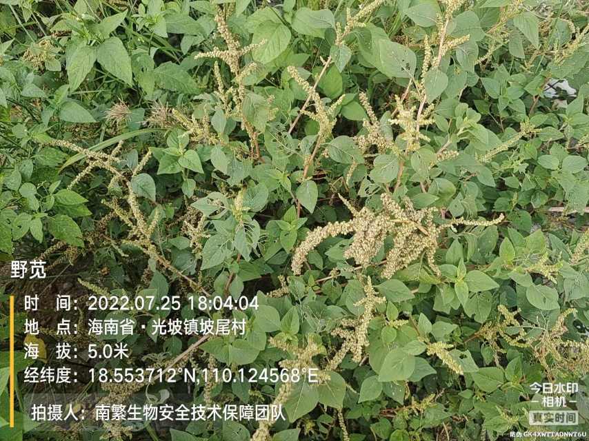 野苋