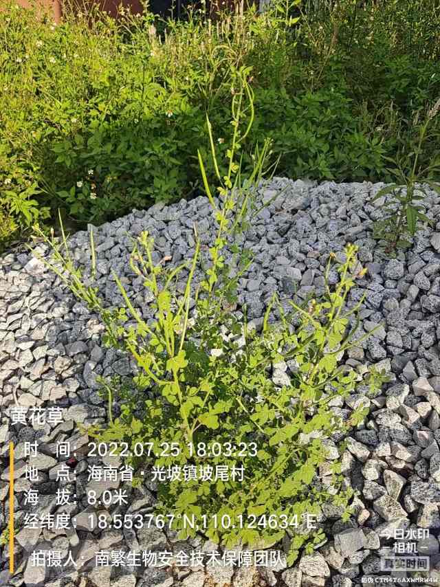 黄花草