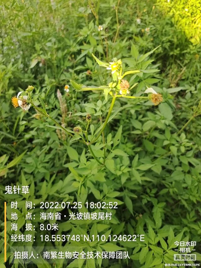 鬼针草