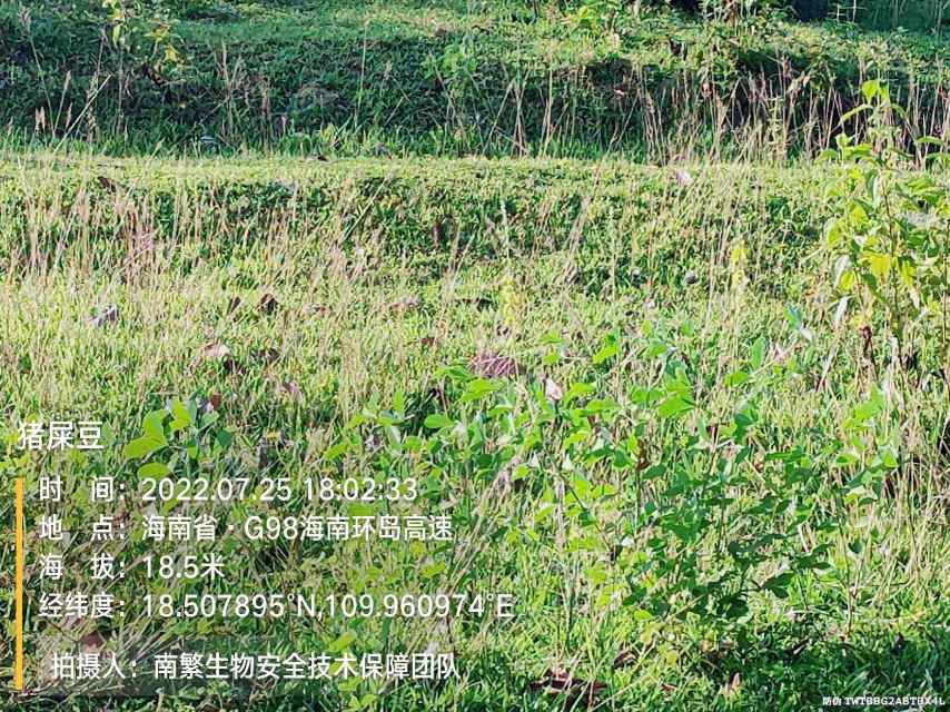 猪屎豆