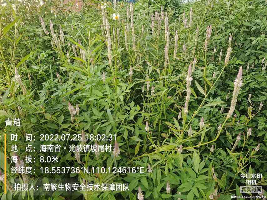 青葙