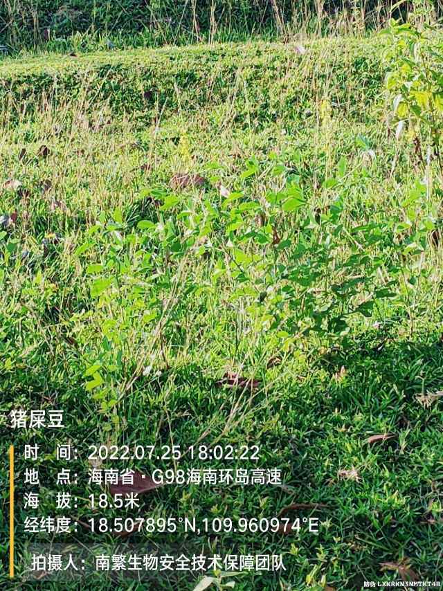 猪屎豆