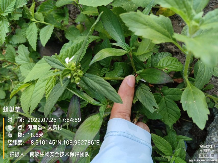 蜂巢草