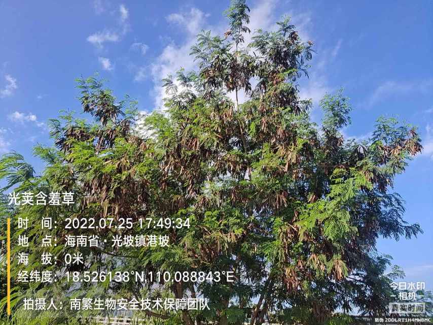 光荚含羞草