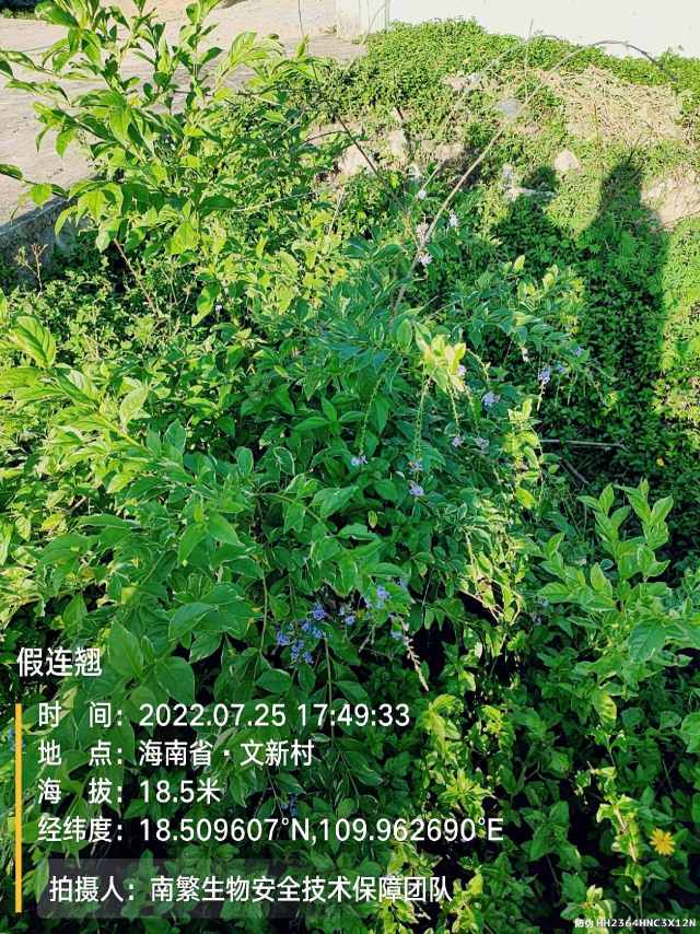 假连翘