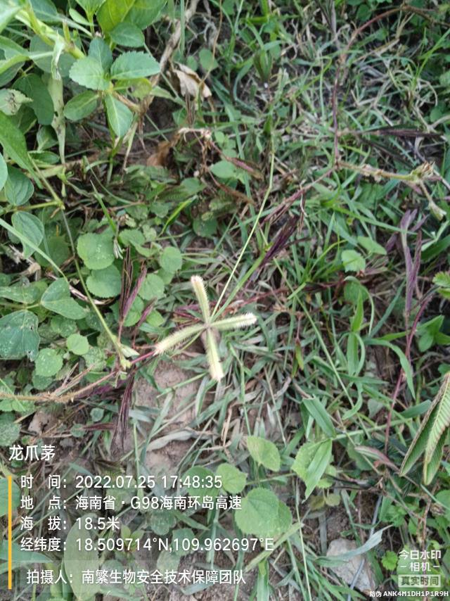 龙爪茅