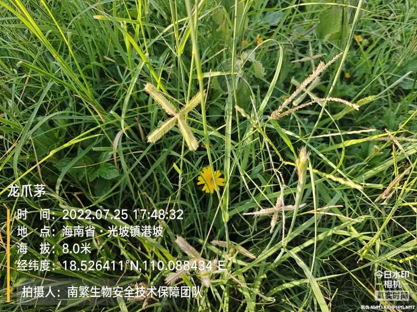 龙爪茅