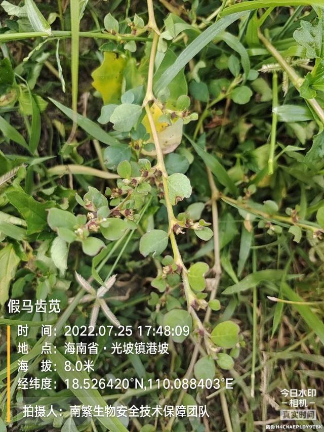 假马齿苋