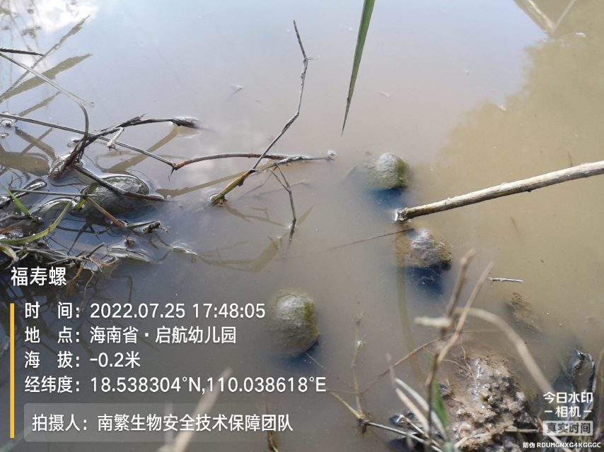 福寿螺