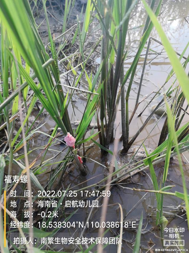 福寿螺