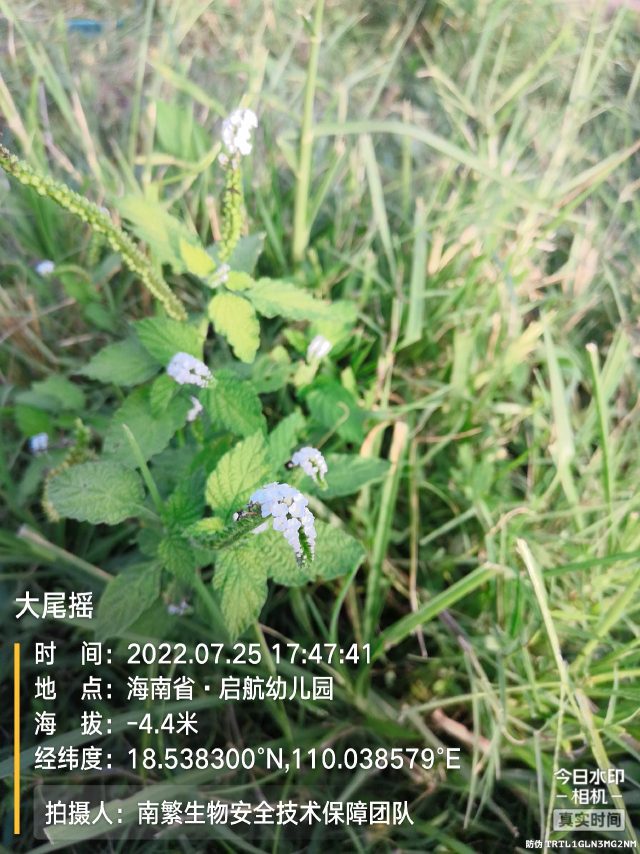 大尾摇