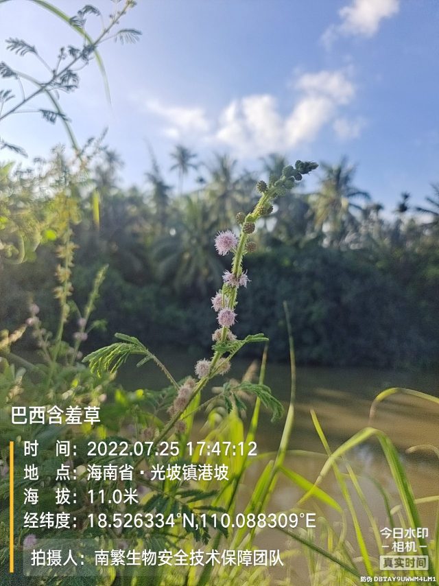 巴西含羞草