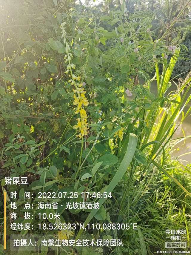 猪屎豆